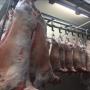 agneaux et brebis halal
