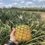 ananas md2 pain de sucre et patate douce