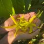 huile essentielle d'ylang ylang