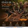 feves de cacao usinees premium 