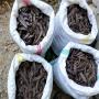 carob 