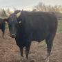 WAGYU