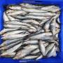 sardine congelé maroc