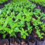 jeunes plants de cultures pérennes et cacao 