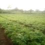 Haricots nains