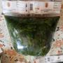 FEUILLES DE PATATE DOUCE - MATEMBELE