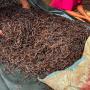 Vente Vanille de Madagascar