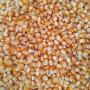 Grains de mais jaune 