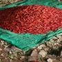 Piment sec 