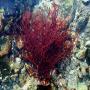 Fournisseur d Algues Marines   Gracilaria