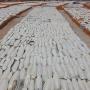 cuttefish bones
