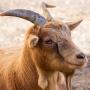 Viande cabis, moutons,boeuf