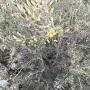 OLIVES  FRAICHE  VERT