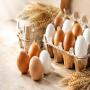 Fournisseur d &oelig;ufs de consommation europ&eacute;ens