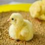Poussins 01 jour