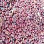 L'haricot petit grain rouge 