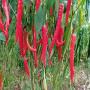 Vente en gros de piment bec d'oiseau 