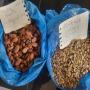 Sun dried Cocoa Beans 