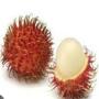 Rambutan 