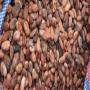 Cacao grade 1