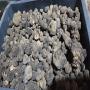  Truffe d'automne Vittad. var. uncinatum