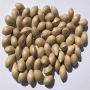 Graines de Ginkgo Biloba 