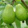 Semence de goyave thaïlandaise 