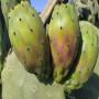 Figues de barbarie 