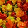 Piment fort antillais ,piment v&eacute;g&eacute;tarien