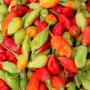 piments forts antillais et piments v&eacute;g&eacute;tarien