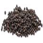 Caf&eacute; Arabica SAVA Madagascar - Export