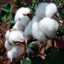 Coton graine
