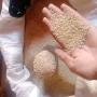 Poivre blanc de penja, gingembre, curcuma,