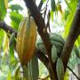 Cacao 