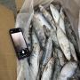 FROZEN MACKEREL & SARDINELLE EBA