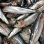 Sardine aurita Chinchard maquereaux 