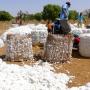 Graines de coton et soja