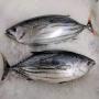 Skipjack