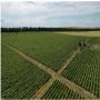 VIGNOBLE
