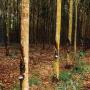 caoutchouc naturel