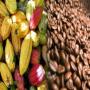  (coop&eacute;ratives, exportateurs agr&eacute;&eacute;s) capables