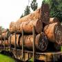 BOIS et essences autoris&eacute; a l'exportation