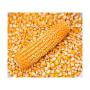 Arachide, haricots, mil