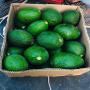 Avocats frais Hass et Fuerte - Origine B&eacute;nin 