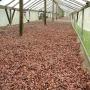 CACAO