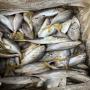 Chinchard blanc mixte 