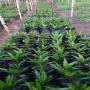 Graine et plant de palmier &agrave; huile tenera f1