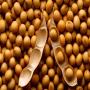 Produits agricoles du B&eacute;nin : soja, maïs, s&eacute;s