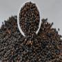 Madagascar spicies- Vanilla, pepper, cinnamon