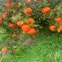 nadorcot mandarines